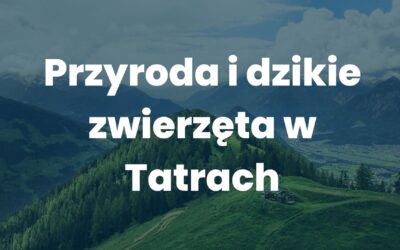 Przyroda i dzikie zwierzęta w Tatrach – czego możemy się spodziewać?