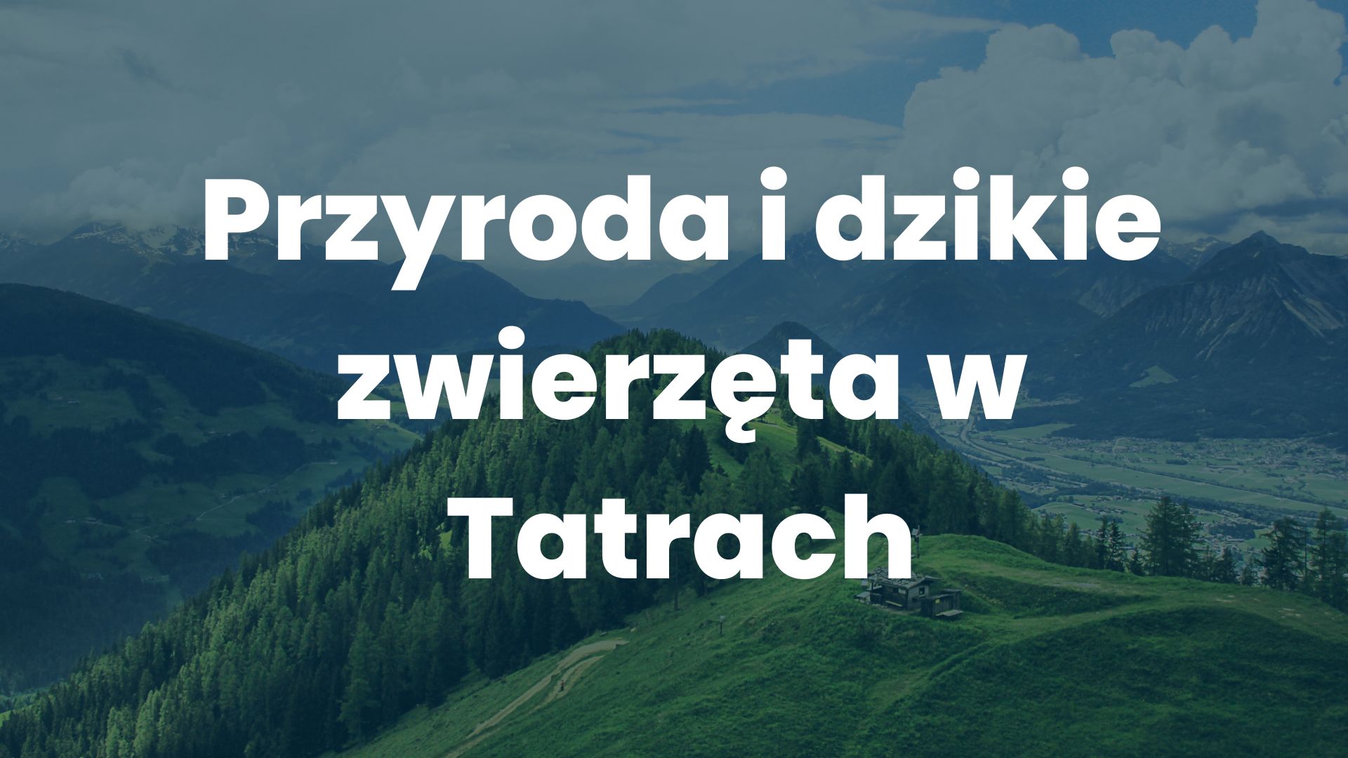 Przyroda i dzikie zwierzęta w Tatrach